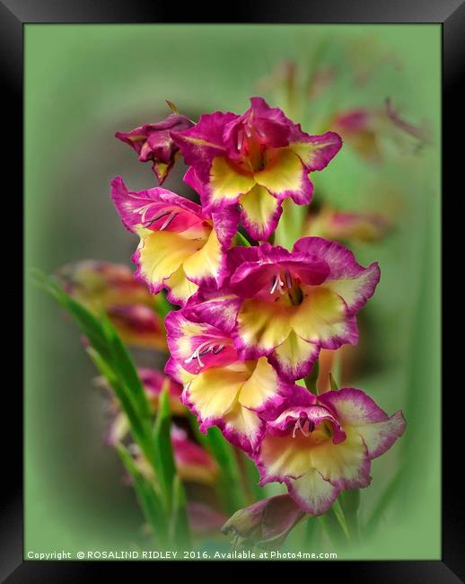 "GLADIOLI THROUGH THE GLASS" Framed Print by ROS RIDLEY