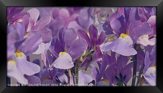 "SOFT LILAC" Framed Print by ROS RIDLEY