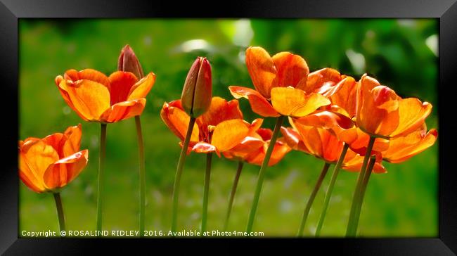 "MEMORIES OF SPRING 2 " Framed Print by ROS RIDLEY