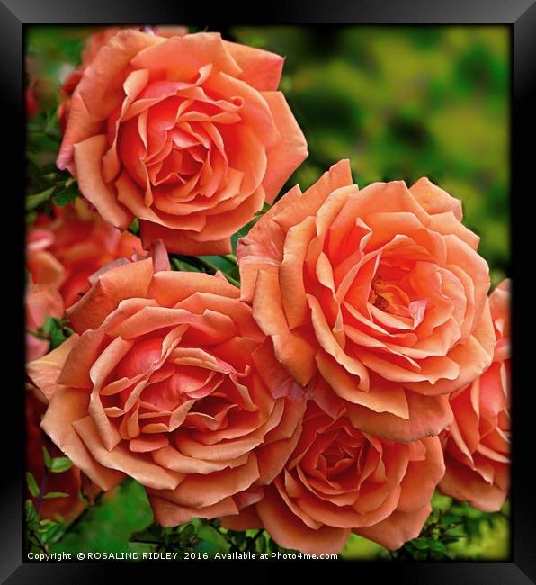 "APRICOT ROSES" Framed Print by ROS RIDLEY