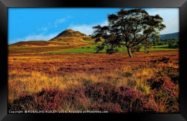 "EVENING LIGHT ACROSS THE HEATHER ON THE NORTH YOR Framed Print by ROS RIDLEY