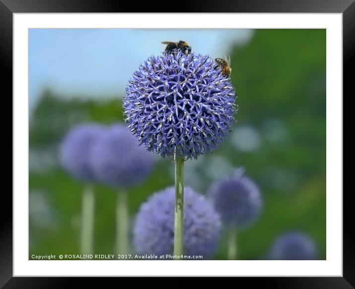 "GIANT ALLIUM" Framed Mounted Print by ROS RIDLEY