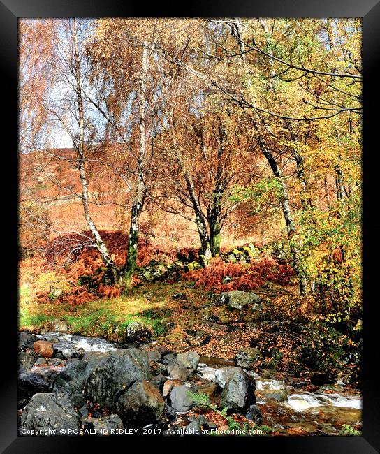 "AUTUMN TREES BY THE STREAM" Framed Print by ROS RIDLEY