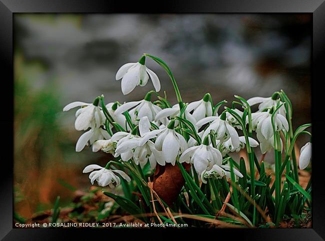 "Snowdrops in the wood" Framed Print by ROS RIDLEY