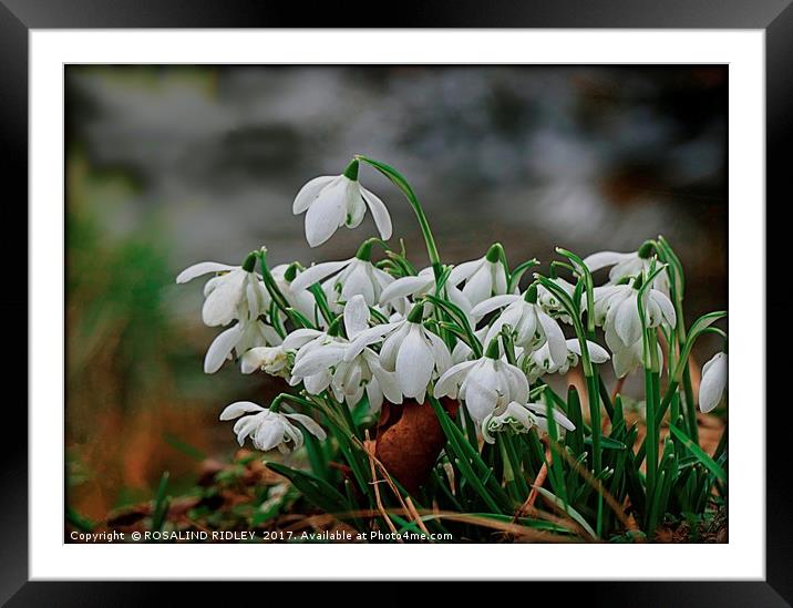 "Snowdrops in the wood" Framed Mounted Print by ROS RIDLEY