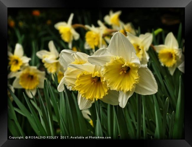 "Cream Frill-Edge Daffodils" Framed Print by ROS RIDLEY
