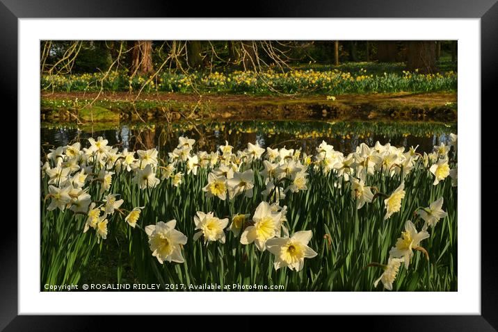 "Daffodil Reflections" Framed Mounted Print by ROS RIDLEY