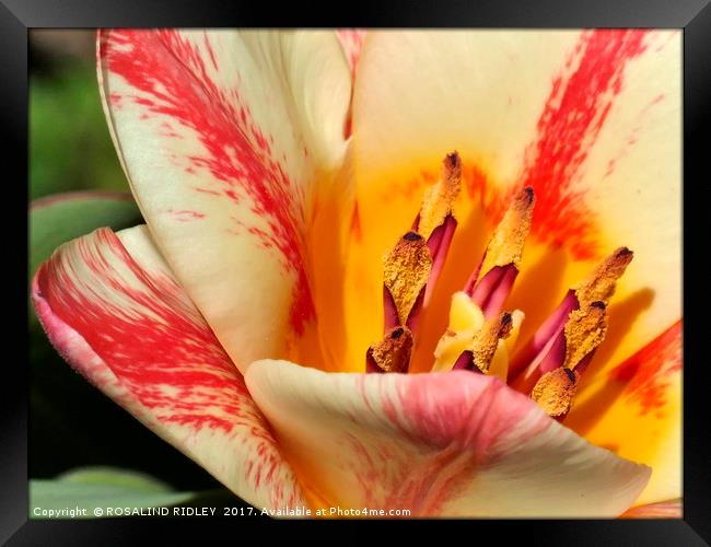 "Tulip Macro" Framed Print by ROS RIDLEY