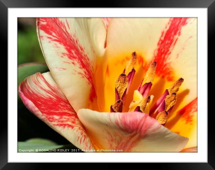 "Tulip Macro" Framed Mounted Print by ROS RIDLEY