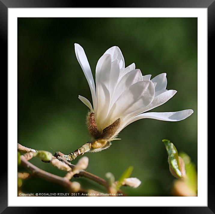 "Single White Magnolia" Framed Mounted Print by ROS RIDLEY