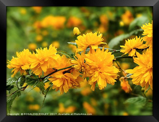 "Kerria Japonica" Framed Print by ROS RIDLEY