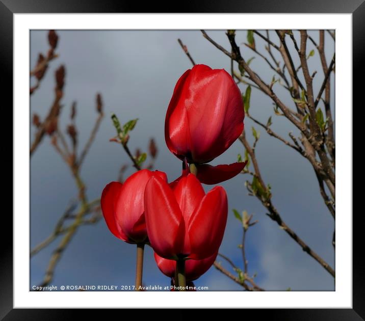 "Red Satin on blue" Framed Mounted Print by ROS RIDLEY