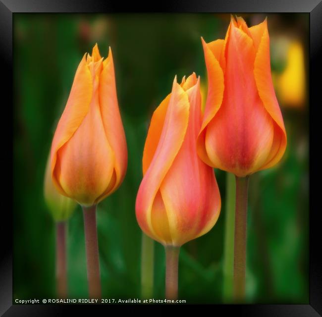 "Tulip Trio" Framed Print by ROS RIDLEY