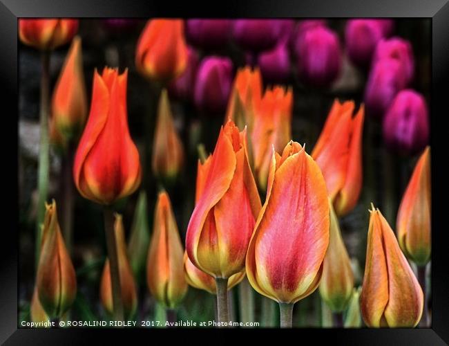 "Tulips at twilight" Framed Print by ROS RIDLEY