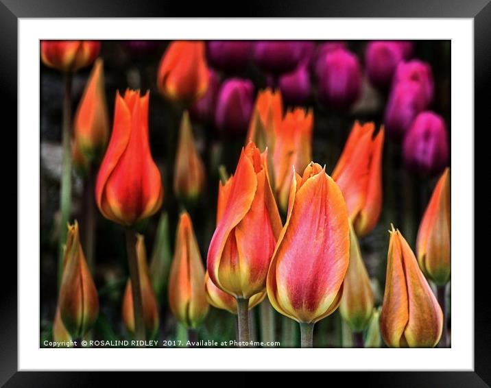 "Tulips at twilight" Framed Mounted Print by ROS RIDLEY