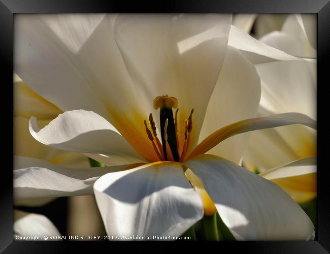 "Macro White Tulip" Framed Print by ROS RIDLEY