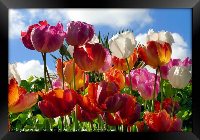 "Tulips in the Sky" Framed Print by ROS RIDLEY