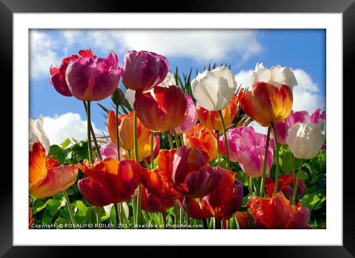 "Tulips in the Sky" Framed Mounted Print by ROS RIDLEY