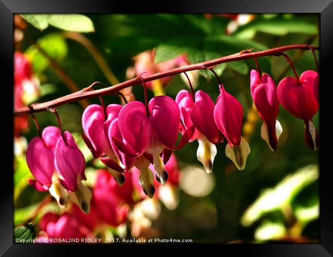 "Cerise pink in the sunshine" Dicentra Spectabilis Framed Print by ROS RIDLEY