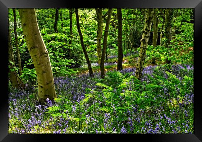 "Evening sunlight through the bluebell woods" Framed Print by ROS RIDLEY