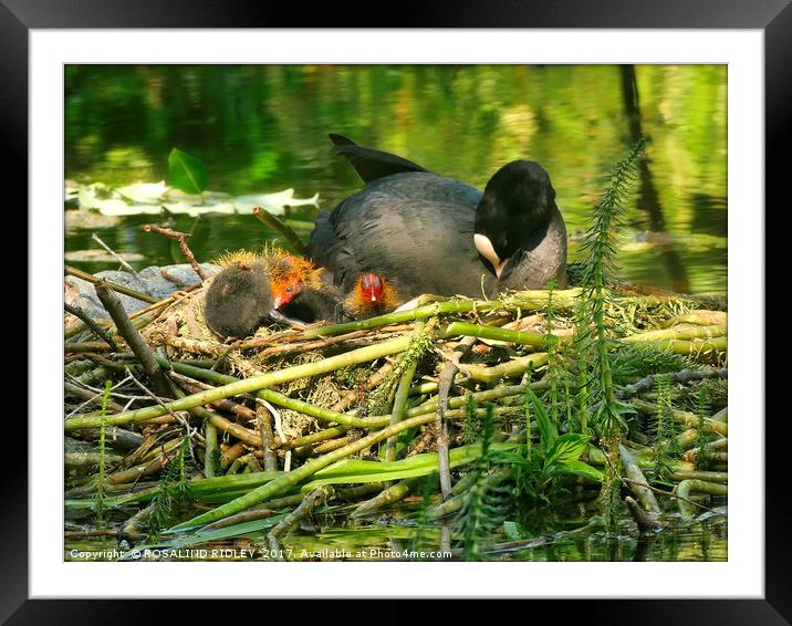 "Mum takes a rest , while her baby Coots see the W Framed Mounted Print by ROS RIDLEY