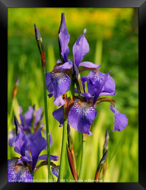 " Wild Blue Iris at the lakeside" Framed Print by ROS RIDLEY