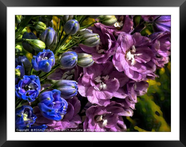 "Delightful Delphiniums" Framed Mounted Print by ROS RIDLEY