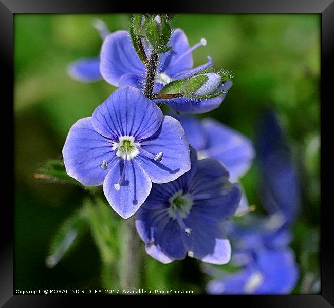 "Tiny but Beautiful Speedwell" Framed Print by ROS RIDLEY
