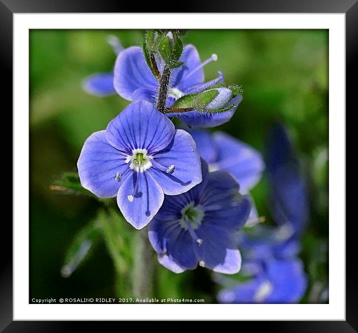 "Tiny but Beautiful Speedwell" Framed Mounted Print by ROS RIDLEY
