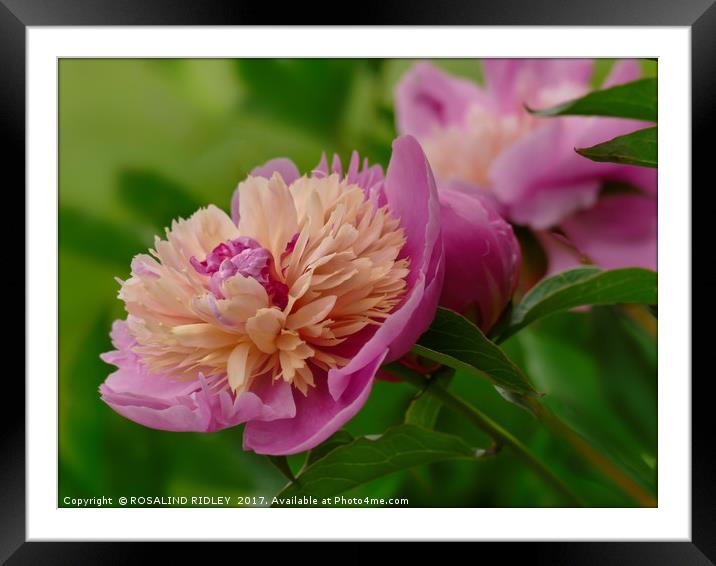 "Perfect Peony" Framed Mounted Print by ROS RIDLEY