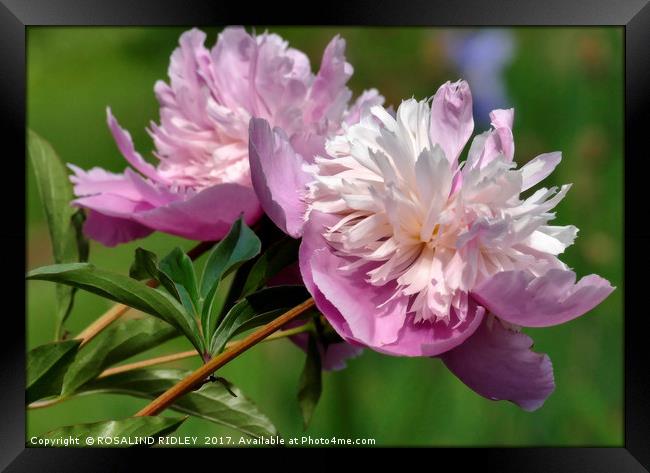 "Perfect Peony Rose " Framed Print by ROS RIDLEY