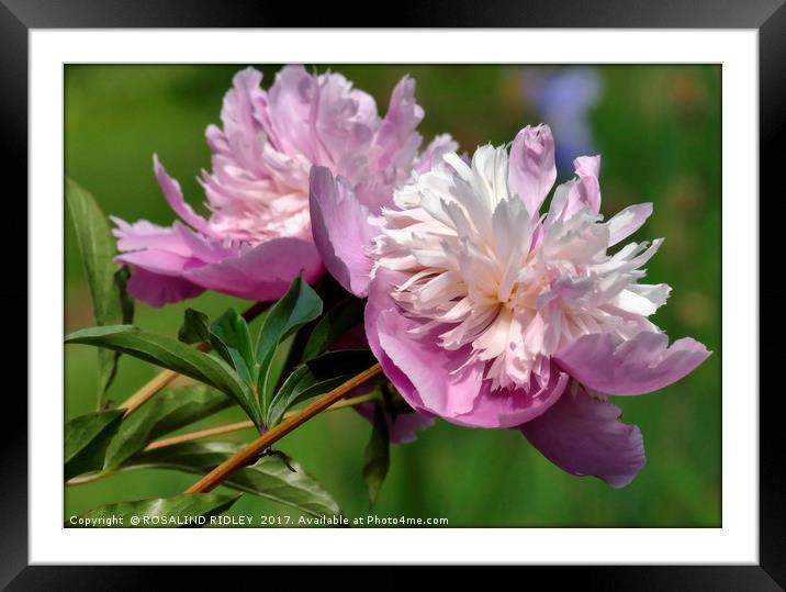 "Perfect Peony Rose " Framed Mounted Print by ROS RIDLEY