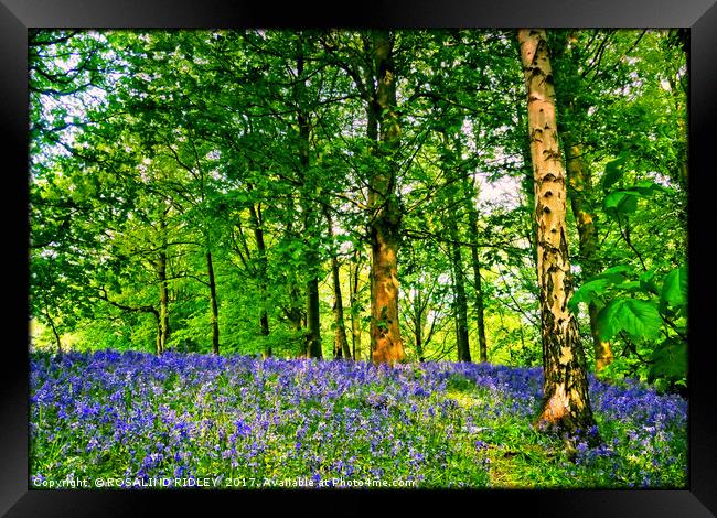 " Bluebells and Birch trees" Framed Print by ROS RIDLEY