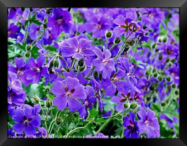 "Colourful Cranesbill" Framed Print by ROS RIDLEY