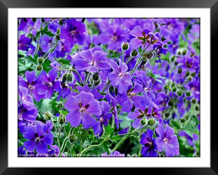 "Colourful Cranesbill" Framed Mounted Print by ROS RIDLEY