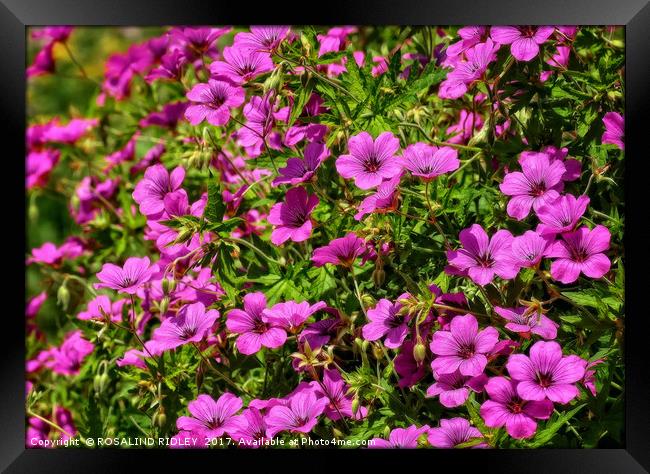 "The Beautiful Bright Pink Cranesbill" Framed Print by ROS RIDLEY