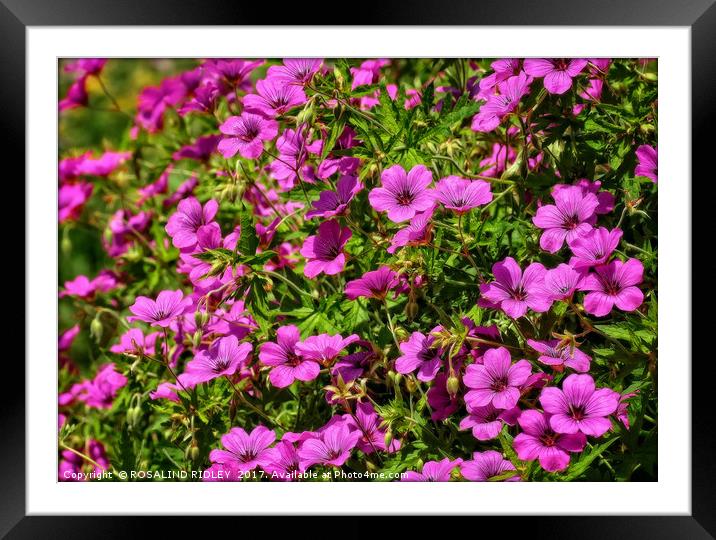 "The Beautiful Bright Pink Cranesbill" Framed Mounted Print by ROS RIDLEY
