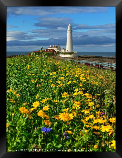 "Portrait of St.Mary's Lighthouse WhitleyBay" Framed Print by ROS RIDLEY