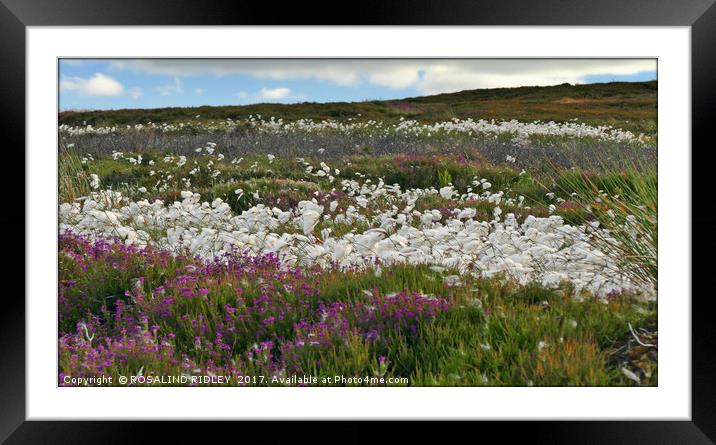"Cotton Grass and Heather on the North Yorkshire M Framed Mounted Print by ROS RIDLEY