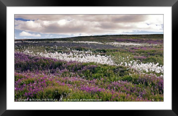 "Dramatic skies over the heather and cotton grass" Framed Mounted Print by ROS RIDLEY