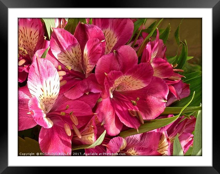 "Alstromeria" Framed Mounted Print by ROS RIDLEY