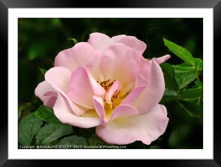 "Porcelain Rose" Framed Mounted Print by ROS RIDLEY