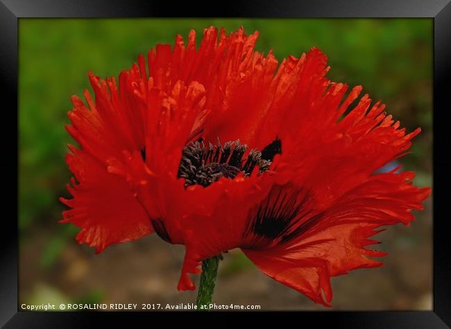 "Frilled Poppy" Framed Print by ROS RIDLEY