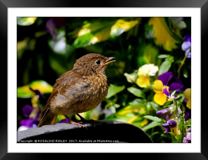 "Baby robin" Framed Mounted Print by ROS RIDLEY