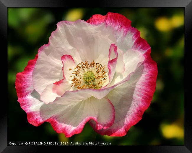 "Pink and White Poppy" Framed Print by ROS RIDLEY