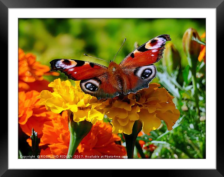 "Marigolds with peacock butterfly" Framed Mounted Print by ROS RIDLEY