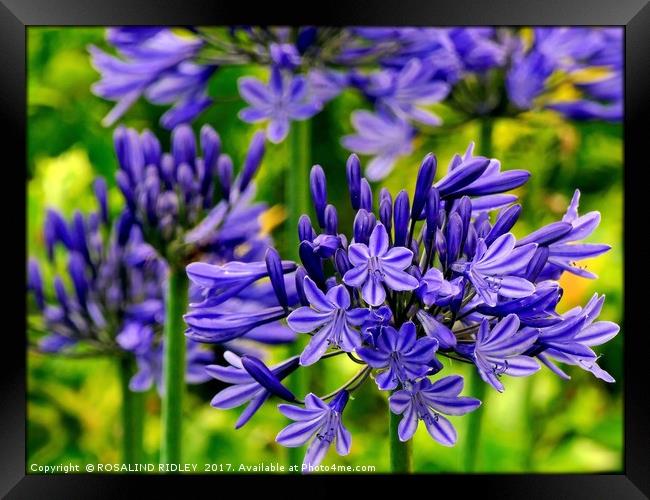 " Blue Agapanthus" Framed Print by ROS RIDLEY