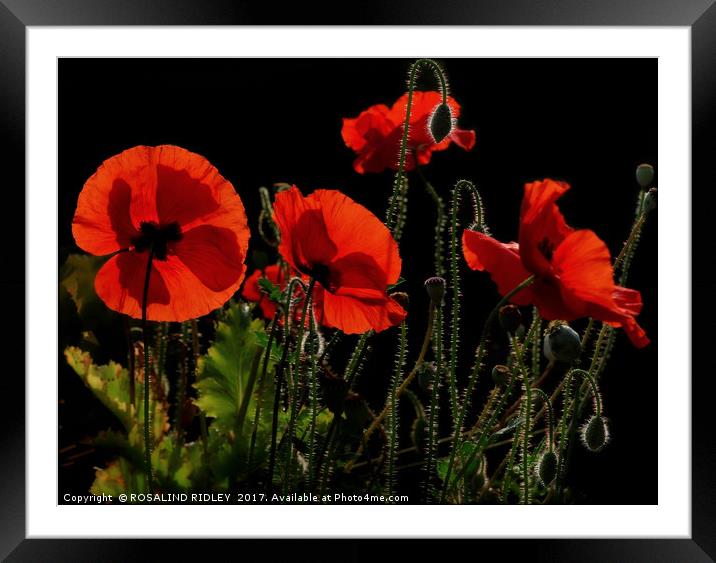 "Poppies , back lit in the morning light" Framed Mounted Print by ROS RIDLEY