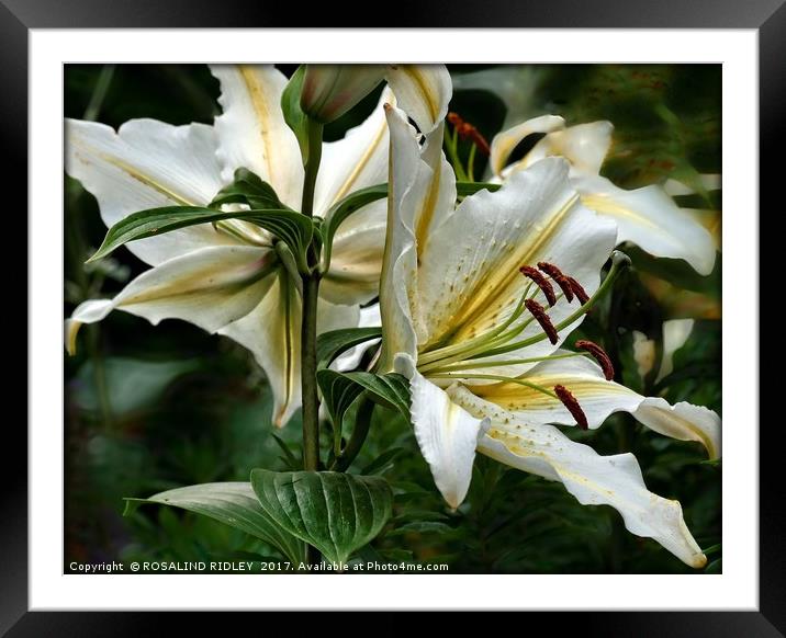 "White Lily duo" Framed Mounted Print by ROS RIDLEY