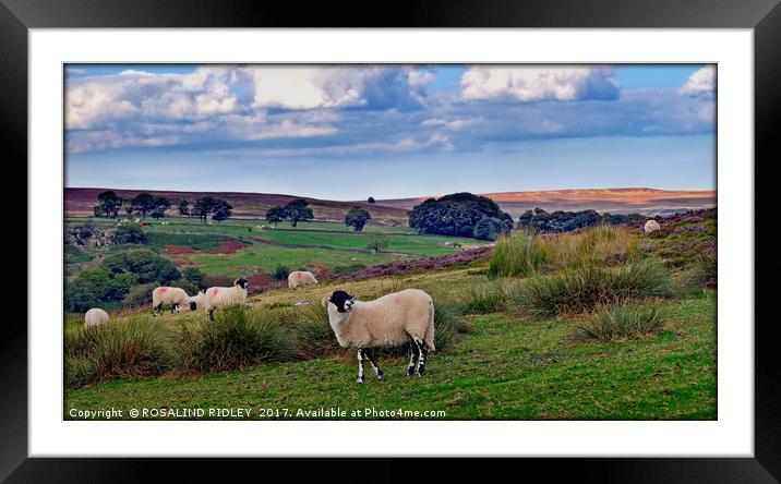 "Sheep on the North York Moors" Framed Mounted Print by ROS RIDLEY